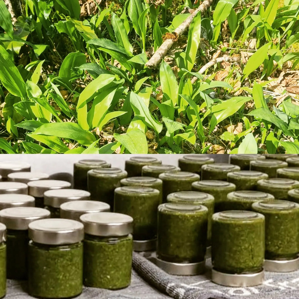 Pesto ail des ours 
